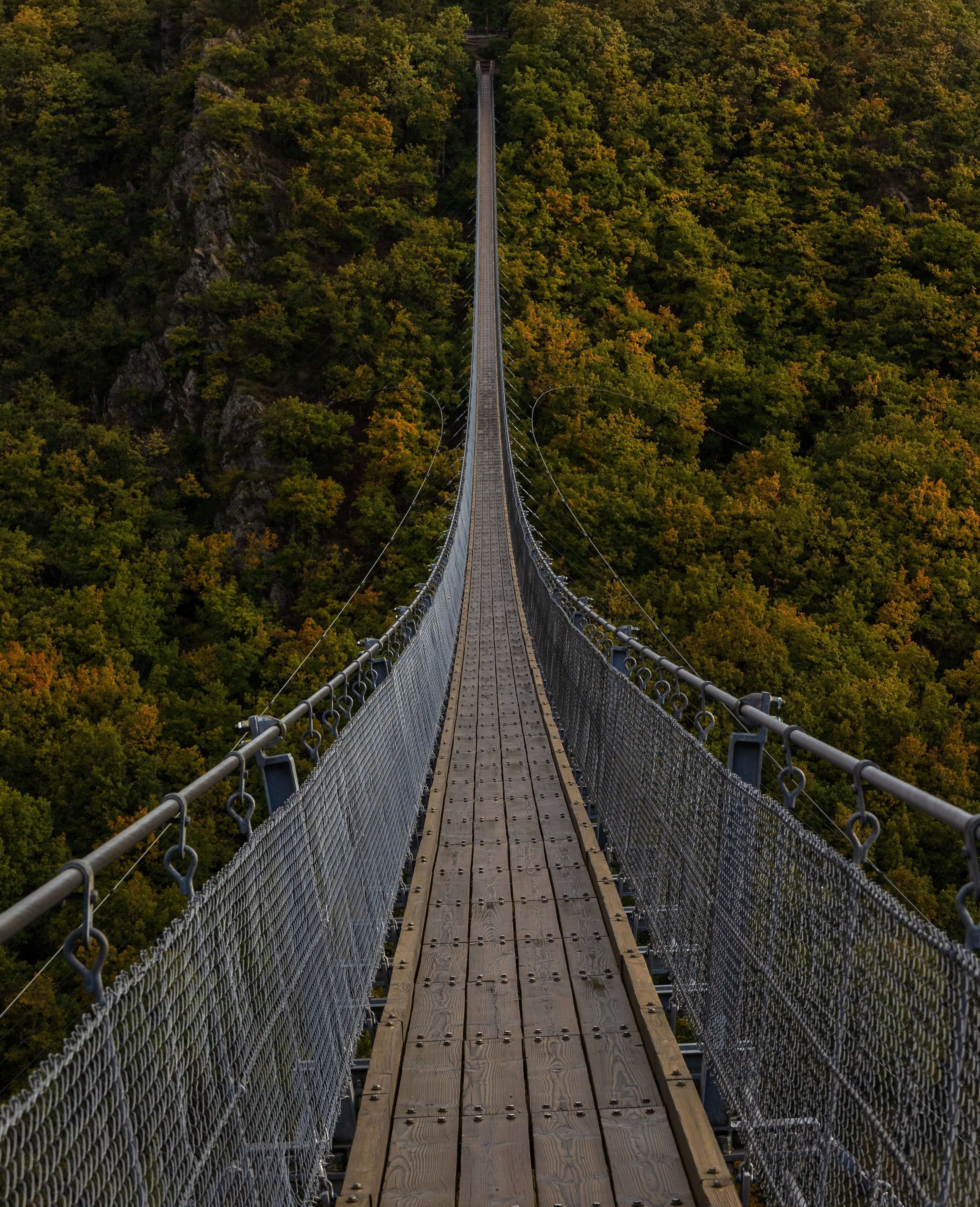 a very long bridge, over the forest...